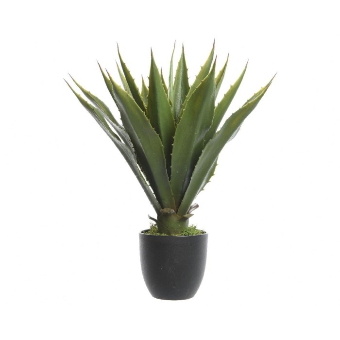 PIANTA AGAVE H55 GREEN